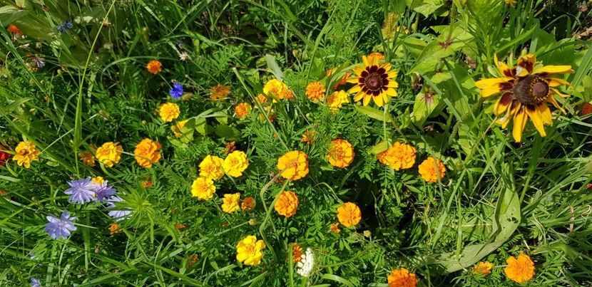 4ED76B97-29AE-439E-AC8B-25C77251F5F7 - Carciumarese 2018