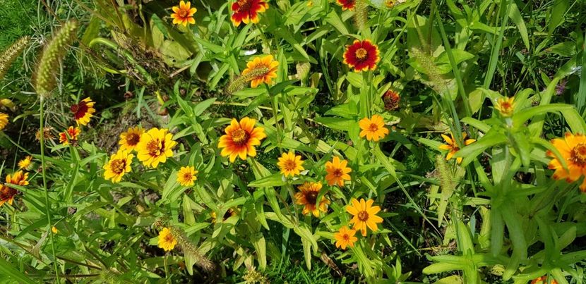 0D3EB292-59BD-4B74-A602-D0A231EFCDE6 - Carciumarese 2018