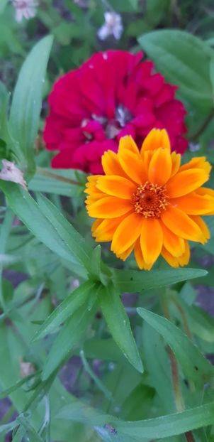 752DA020-A4B8-40D2-A8E5-81A0C21394D3 - Carciumarese 2018