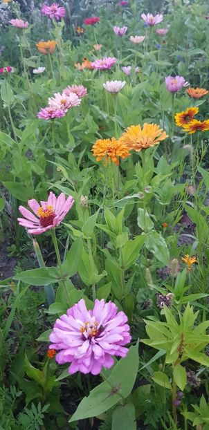 4EBE271C-F936-461D-A8D6-610CEB27B4EA - Carciumarese 2018