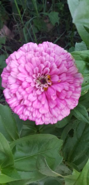 2E1548DF-7DE0-4D35-9BD1-86EC2883EE19 - Carciumarese 2018