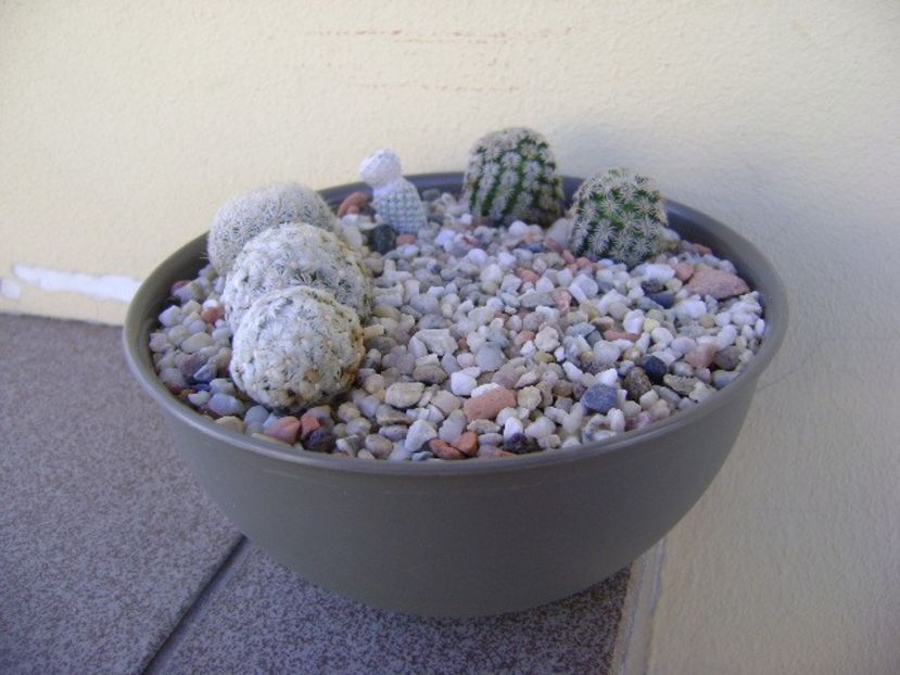 Grup de 4 Mammillaria - Cactusi 2018 bis bis