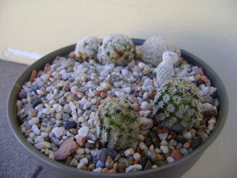Grup de 4 Mammillaria - Cactusi 2018 bis bis