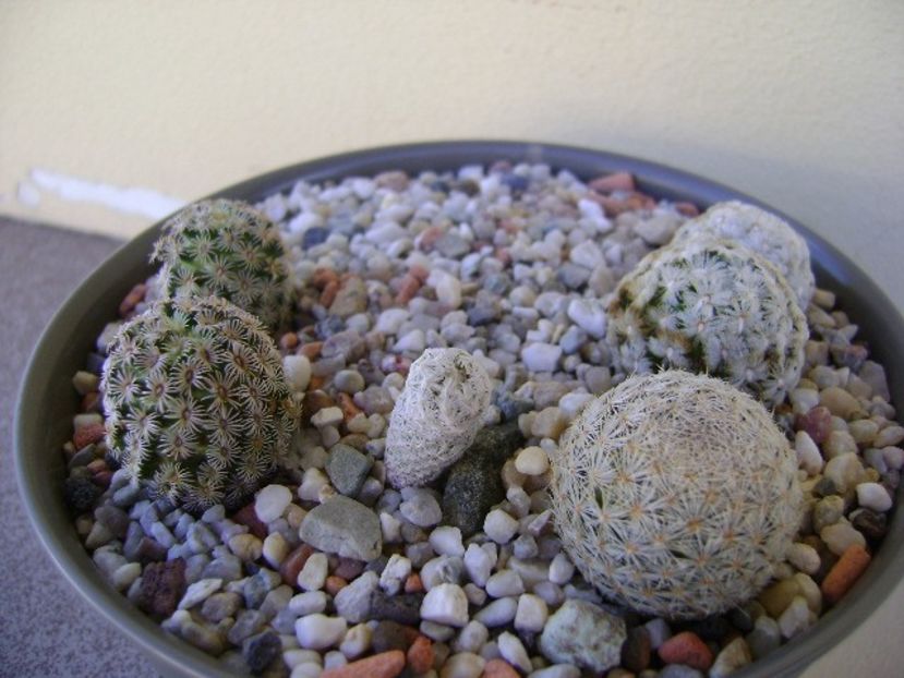 Grup de 4 Mammillaria - Cactusi 2018 bis bis