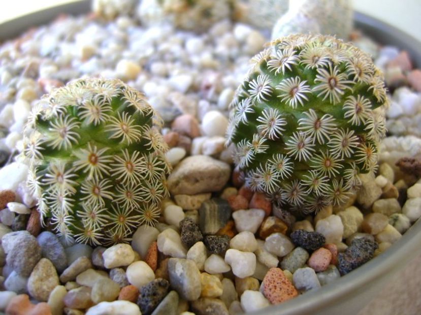 Mammillaria hernandezii - Cactusi 2018 bis bis