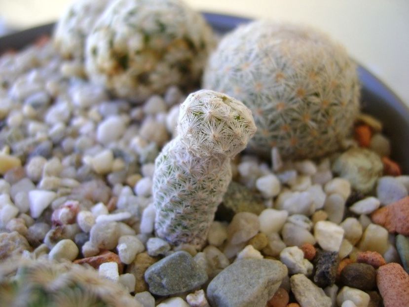 Mammillaria herrerae - Cactusi 2018 bis bis