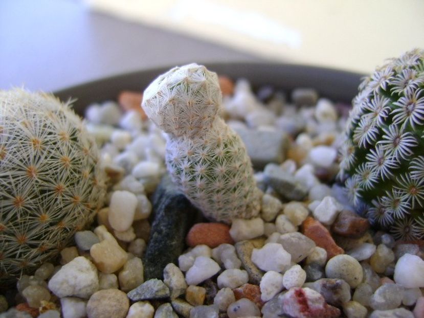 Mammillaria herrerae - Cactusi 2018 bis bis