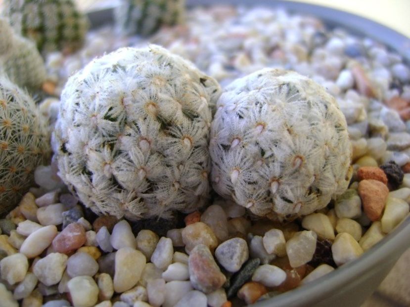 Mammillaria duwei - Cactusi 2018 bis bis