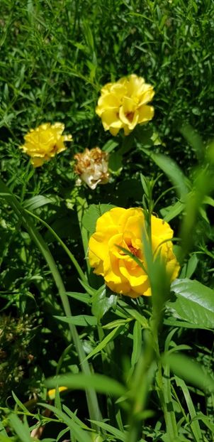 1C185C5E-BD30-4AA9-843E-306F92BECE4E - Trandafiri la balta