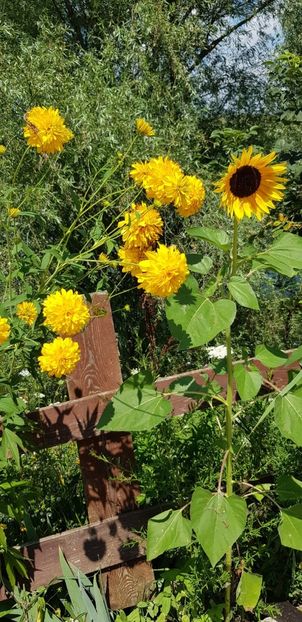 38DDD6D2-1E7A-4C7D-9A4A-048884860144 - Flori la balta 2018