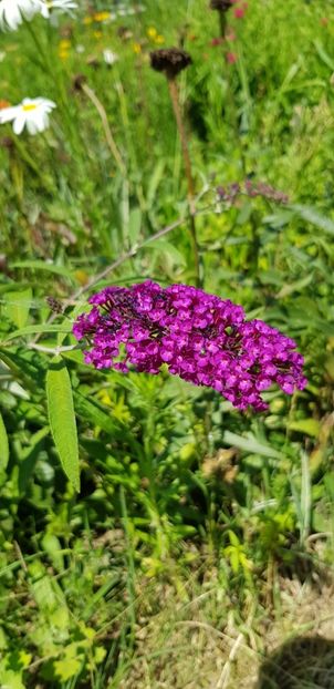 8853AE9E-68D2-45F3-BC5A-FD3BF7190A4A - Flori la balta 2018