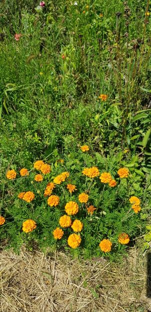 5C9787C2-39FB-4AE3-AAF1-79E932587BF6 - Flori la balta 2018