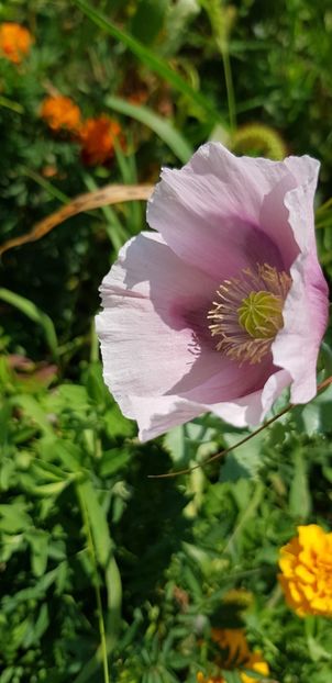 4E4B881A-55CF-43C7-B31F-C074E085DFAD - Flori la balta 2018