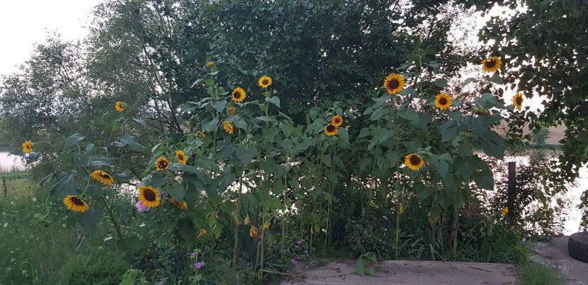 127EA8CC-9F53-404F-A638-B23677A0255A - Flori la balta 2018