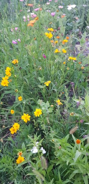 98BAACB4-9D5E-483A-A80E-7D30F375B8E1 - Flori la balta 2018