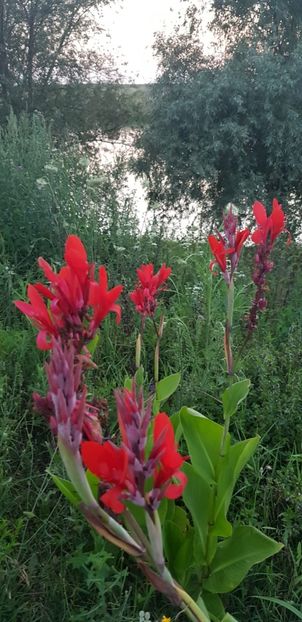 382F5997-9322-4CE7-9A18-340E478C0C8B - Flori la balta 2018