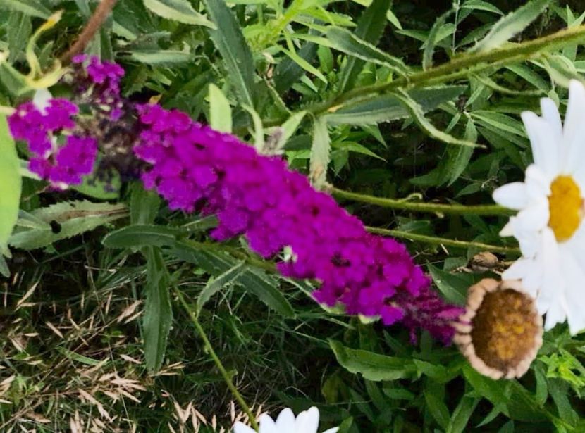 887BB135-A97F-47E5-99CB-594E2C219C6A - Flori la balta 2018