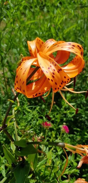 668582CF-75CD-46DD-862D-FE01C0B244AD - Crini in gradina