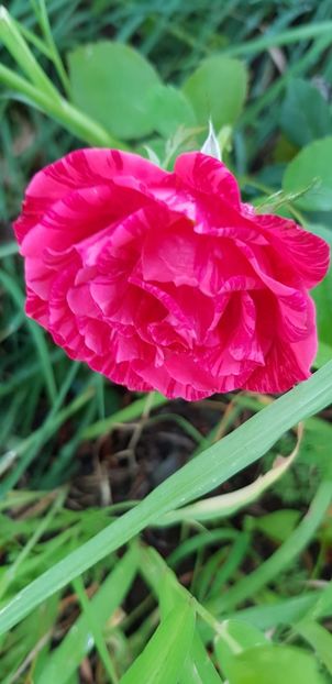 0FB43C85-393C-4416-8BCC-D7627CAD141D - Trandafiri la balta