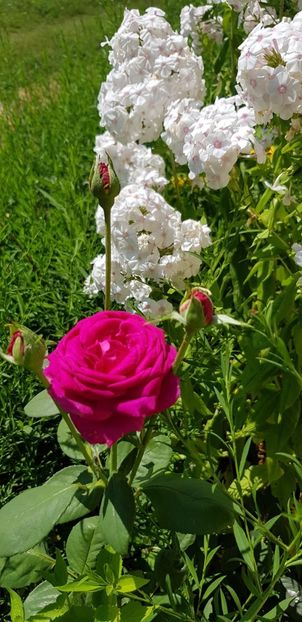 651A6BF9-44CF-4BCF-A26C-2BFEFD3F2243 - Trandafiri la balta