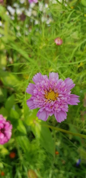 1302AD29-FB49-458D-97C3-B5AC372317A1 - Flori la balta 2018