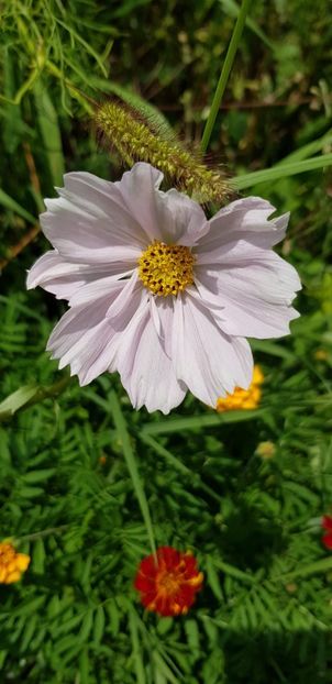 4E3785C4-C8E6-461D-93A1-AD709BC349E9 - Flori la balta 2018