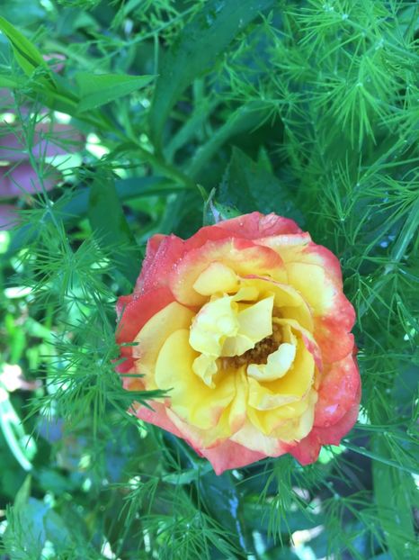 3ABE88CF-A058-4CA0-9137-7D7F4FC88D80 - Trandafiri mini