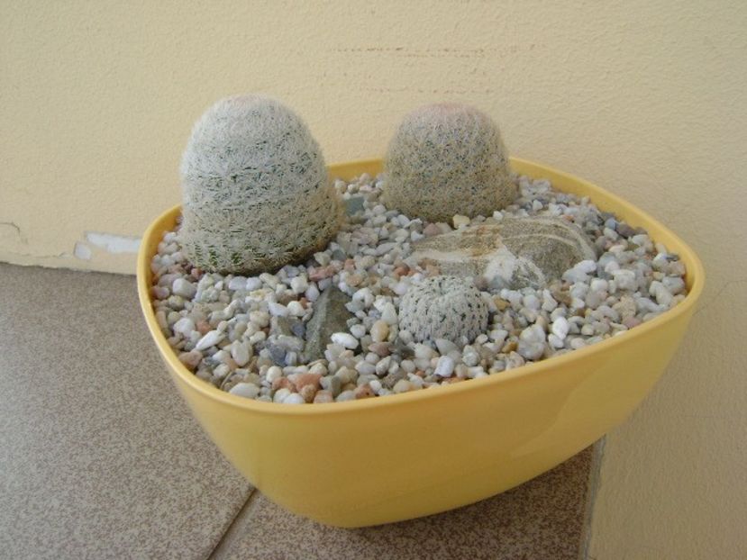 Grup de 3 Mammillaria - Cactusi 2018 bis bis