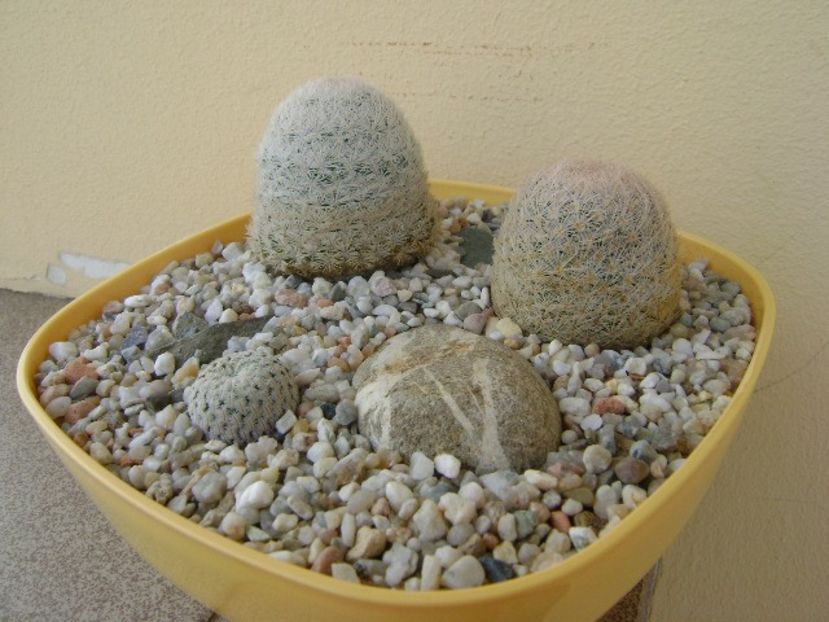 Grup de 3 Mammillaria - Cactusi 2018 bis bis