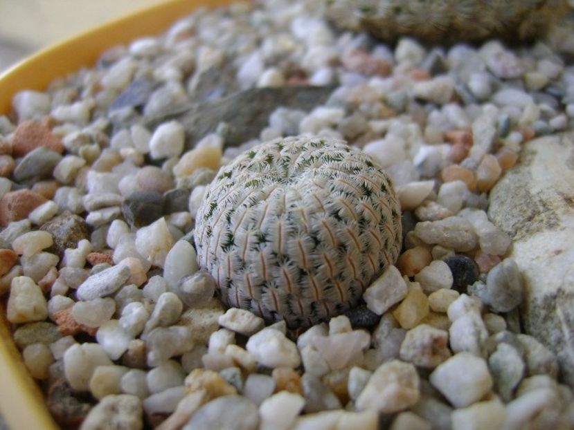 Mammillaria pectinifera - Cactusi 2018 bis bis