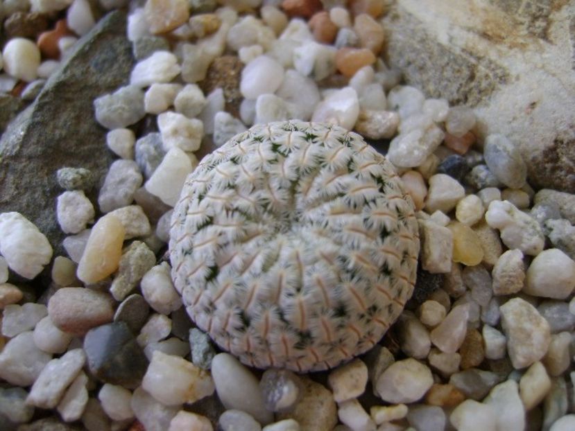 Mammillaria pectinifera - Cactusi 2018 bis bis