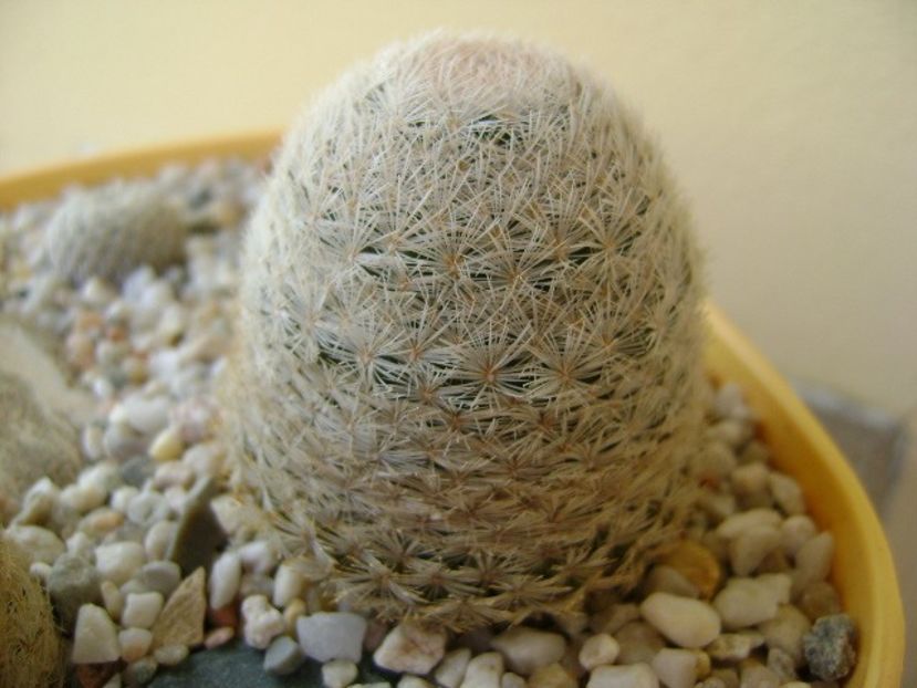 Mammillaria lasiacantha, SB 233 Jarilla mts, NM - Cactusi 2018 bis bis