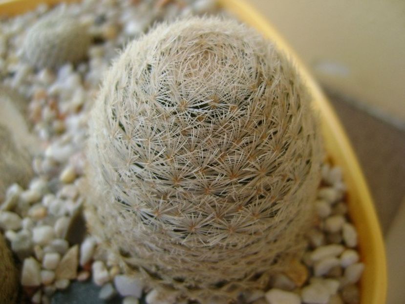 Mammillaria lasiacantha, SB 233 Jarilla mts, NM - Cactusi 2018 bis bis
