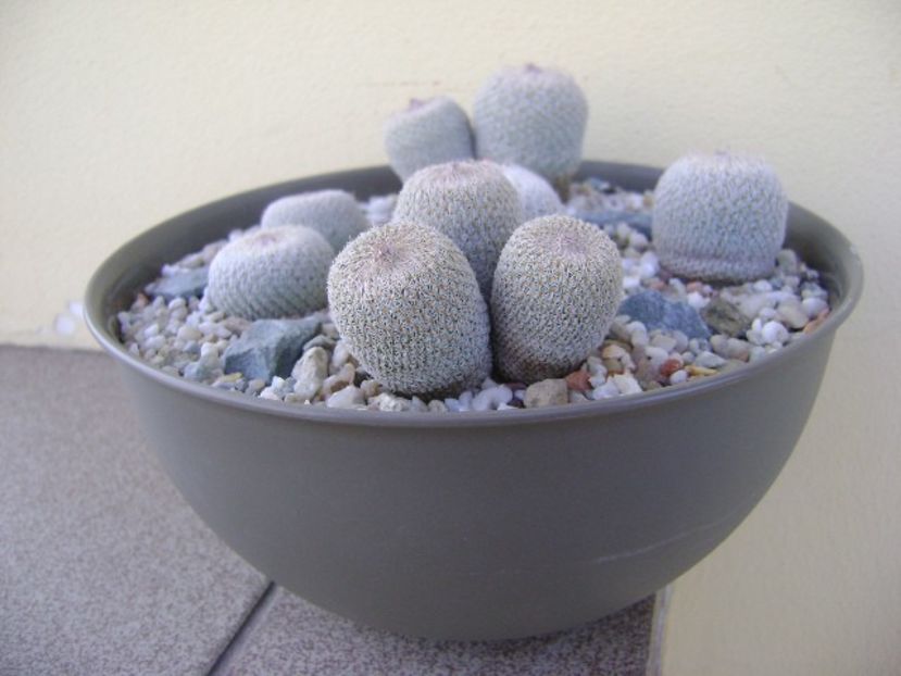 Grup de 6 Epithelantha - Cactusi 2018 bis bis