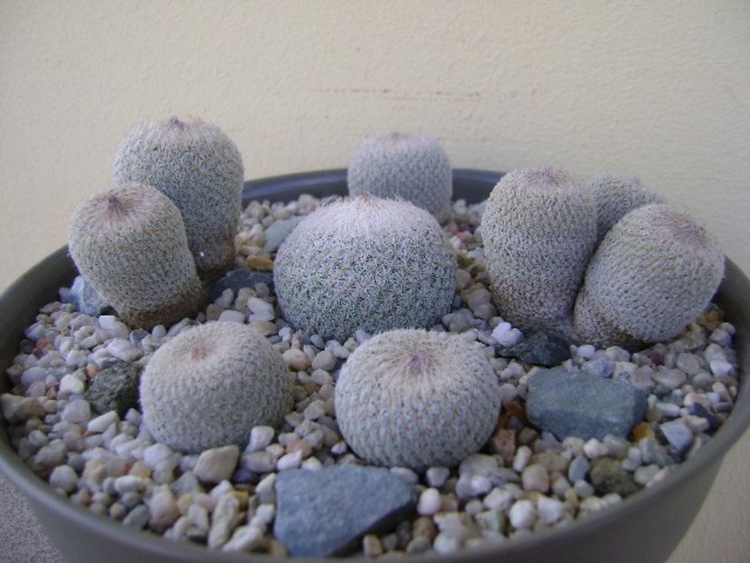 Grup de 6 Epithelantha - Cactusi 2018 bis bis