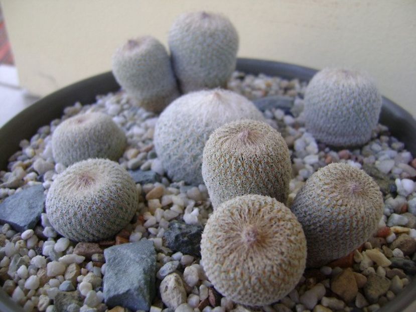 Grup de 6 Epithelantha - Cactusi 2018 bis bis
