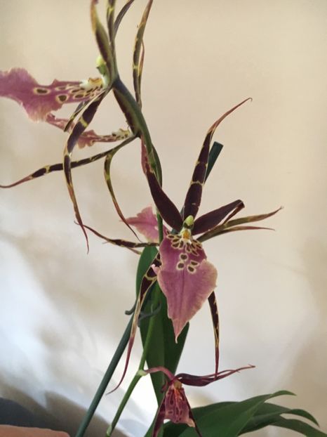 D75A24B2-9487-4751-98E7-46BAD972FE79 - Orhidee