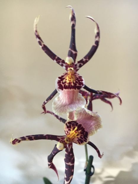 474F9E2C-182F-4CC5-B924-C6B9385155C8 - Orhidee