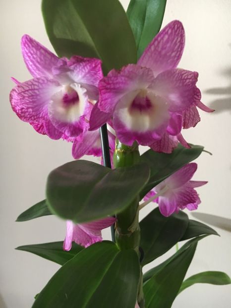 EEAFB96E-BD51-4E03-92D6-603ADB3C00C2 - Orhidee