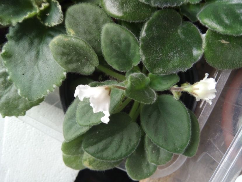  - Alan s White Feather de la Carmendobrescu