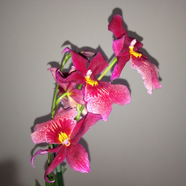  - 2018 Plante de interior