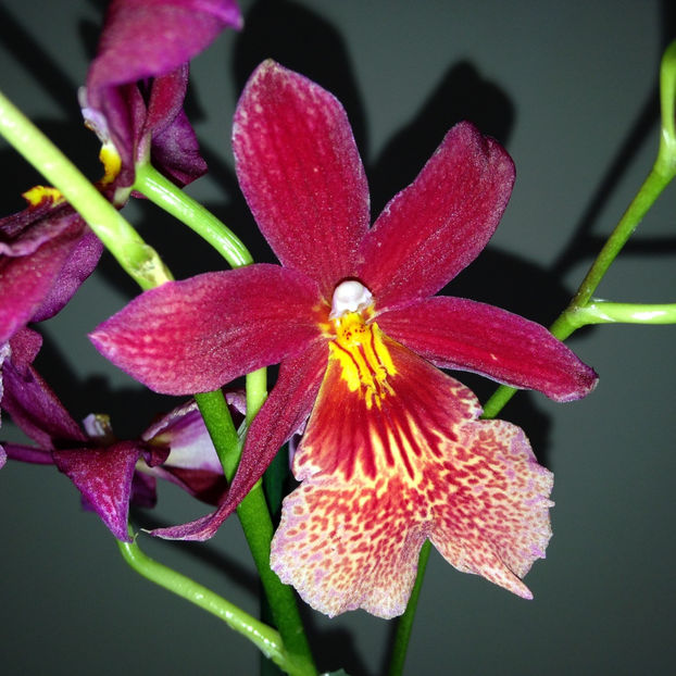  - 2018 Plante de interior