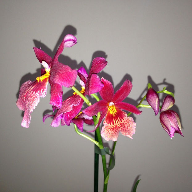  - 2018 Plante de interior