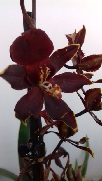  - 003-1 ORHIDEE