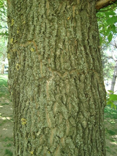 Acer negundo - Recunoasterea arborilor si arbustilor dupa scoarta - Acer sp