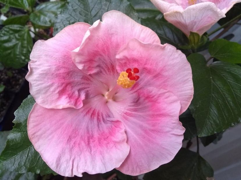  - Tahitian Raspberry Star