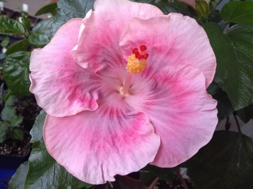  - Tahitian Raspberry Star