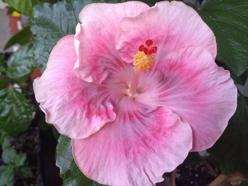  - Tahitian Raspberry Star