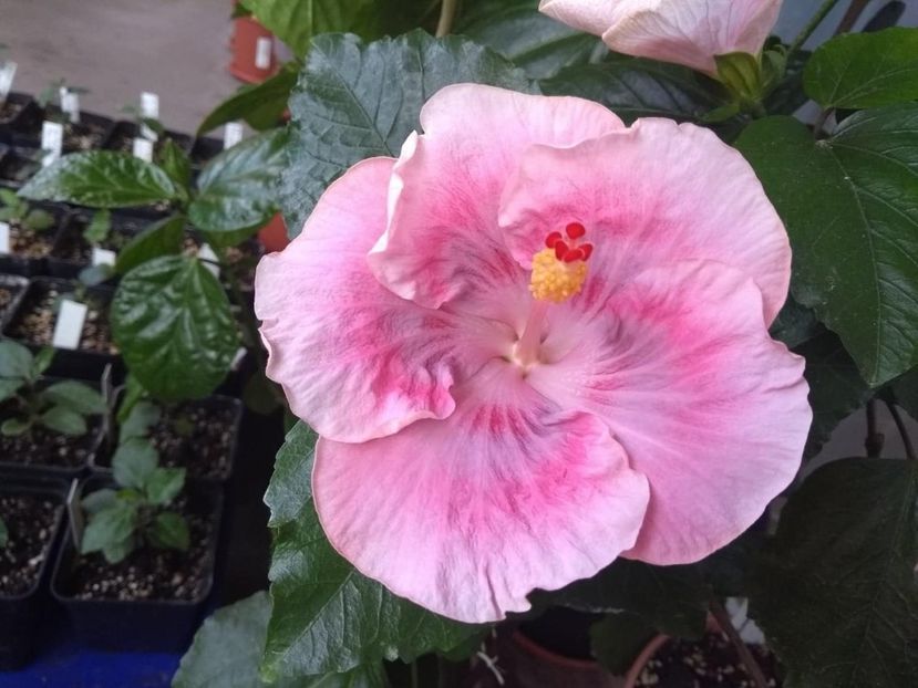  - Tahitian Raspberry Star