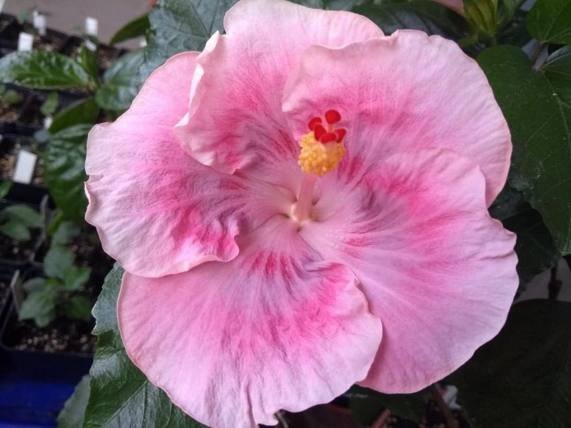  - Tahitian Raspberry Star